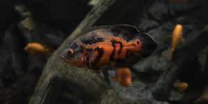 características do peixe oscar tigre