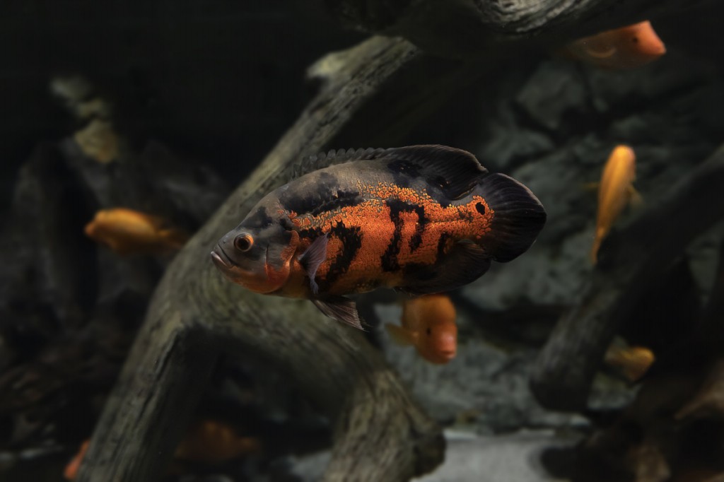 características do peixe oscar tigre