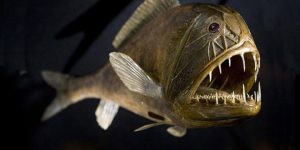 caracteristicas do peixe peixe-ogro