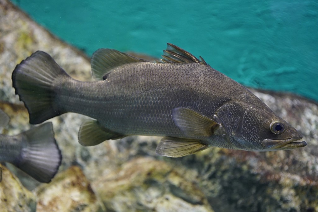 características do peixe perca do nilo