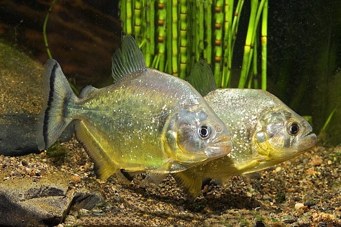 características do peixe piranha branca
