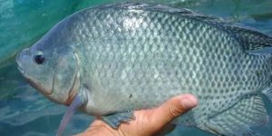 caracteristicas do peixe tilapia azul