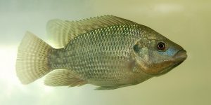 características do peixe tilapia de mocambique
