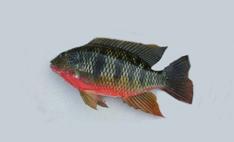 caracteristicas do peixe tilapia do congo