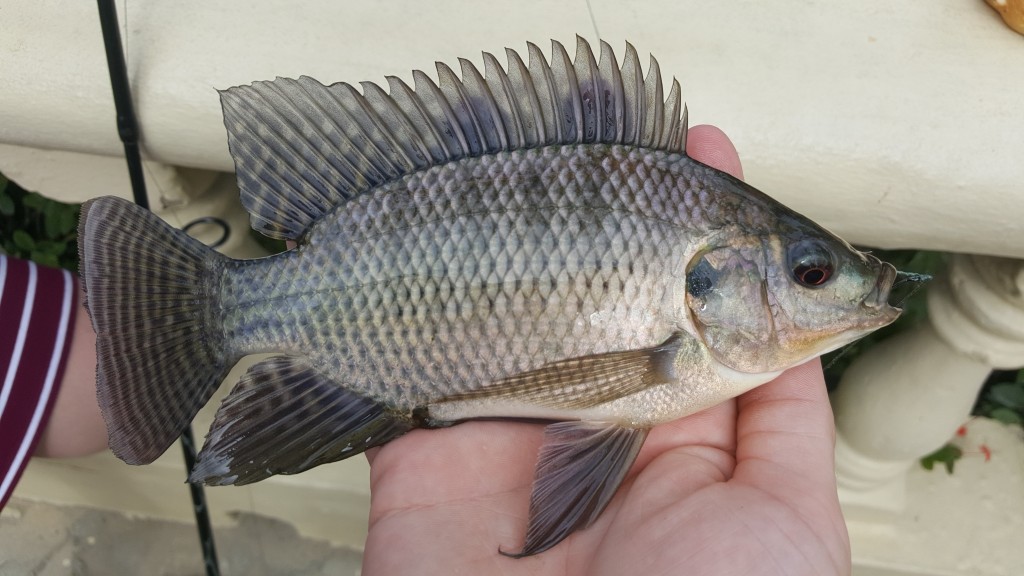 características do peixe tilapia do nilo