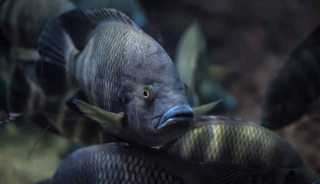 características do peixe tilapia do zanzibar