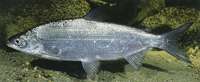 causas da extincao do peixe branco do lago de genebra