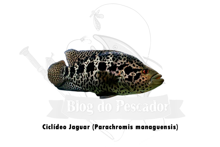 ciclídeo Jaguar (parachromis managuensis)