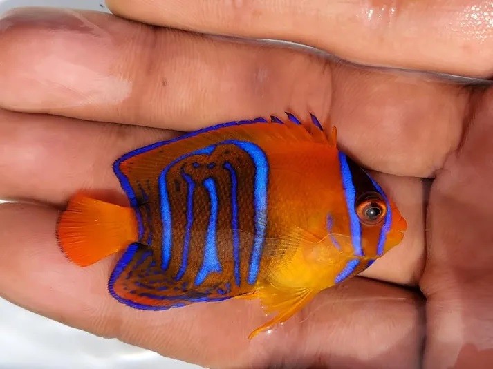 clarion angelfish