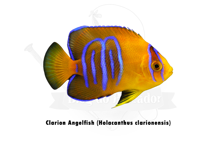 clarion angelfish (holacanthus clarionensis)