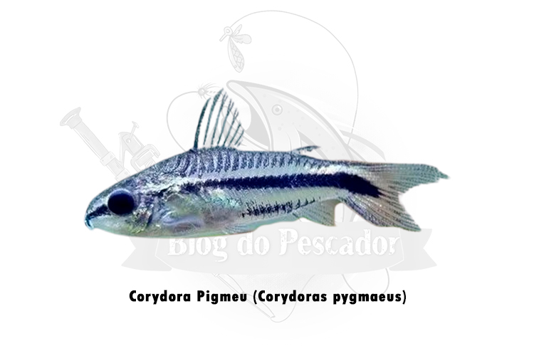 corydora pigmeu (corydoras pygmaeus )