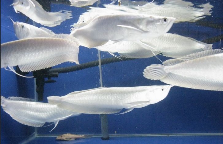 criacao do peixe aruana platina em aquario