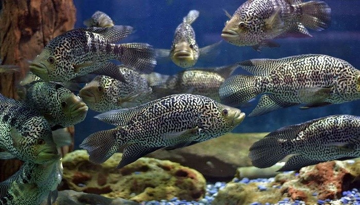 criacao do peixe ciclideo jaguar em aquario