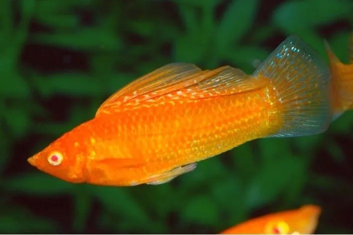 criacao do peixe molinesia tangerina