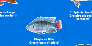 tipos de tilapia mais comuns no brasil