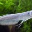 curiosidades sobre o peixe aruana platina