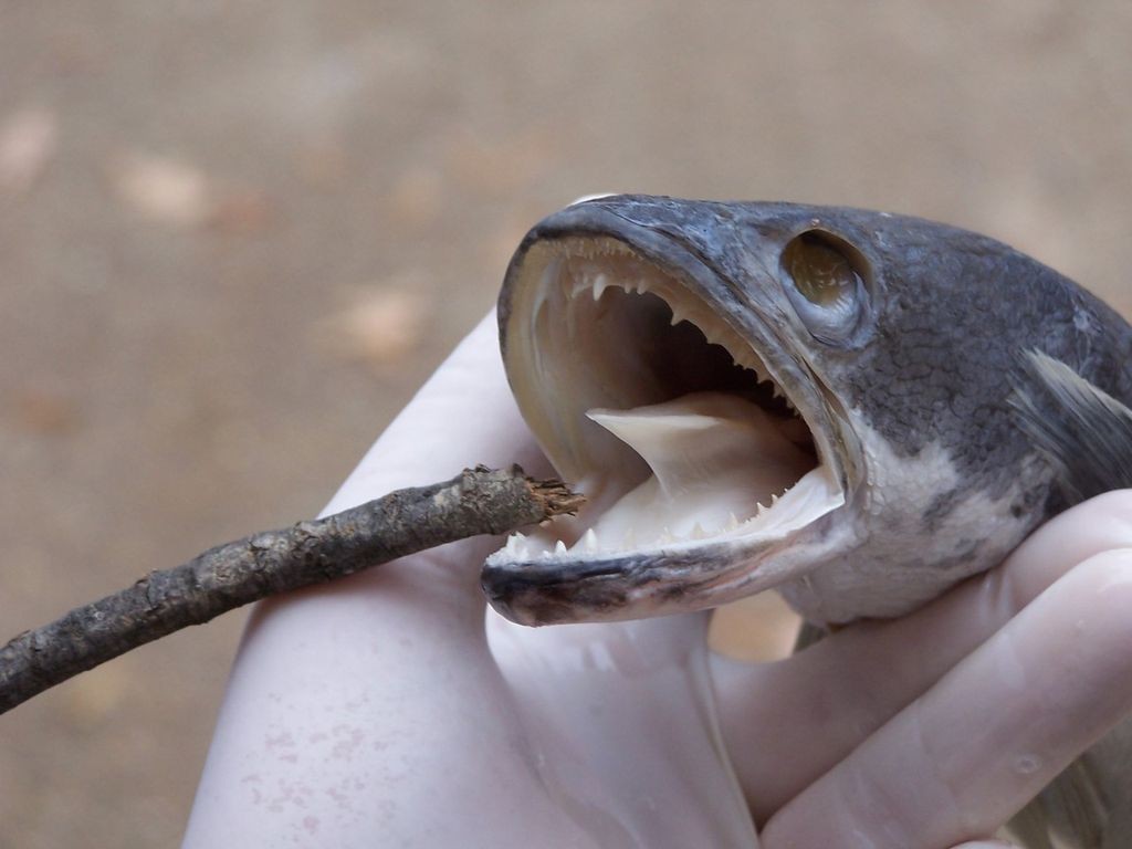 curiosidades sobre o peixe cabeca-de-cobra