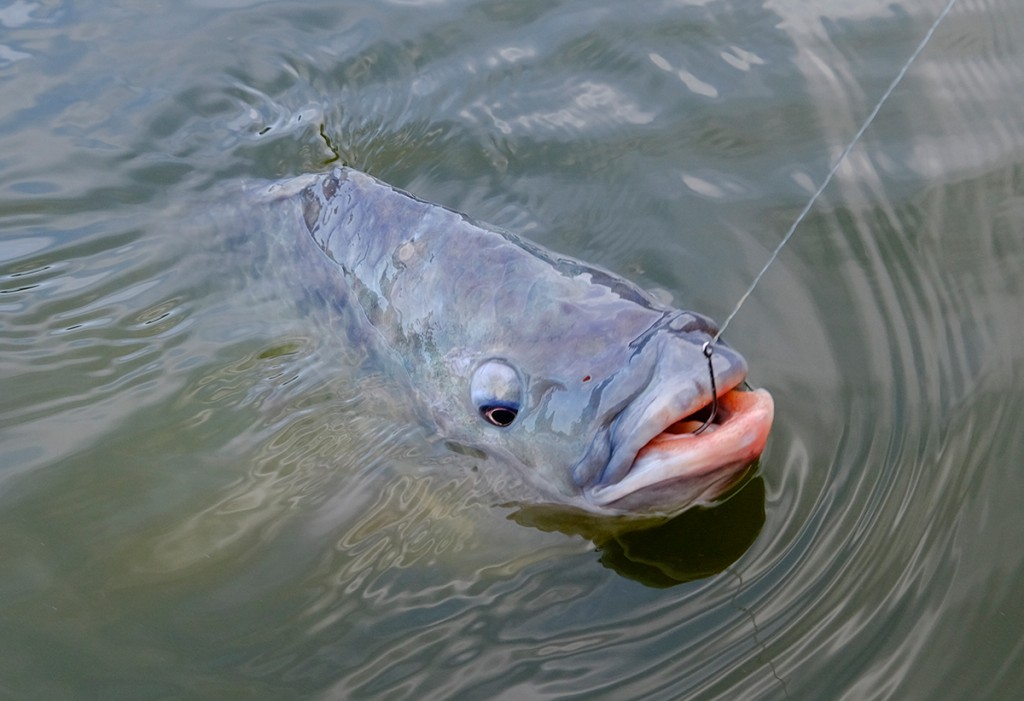 dicas para pesca do peixe tilapia do nilo