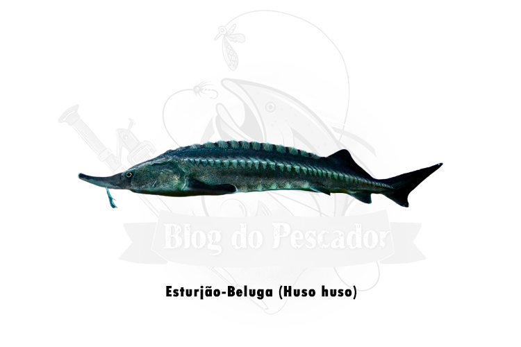 esturjao-beluga (huso huso)