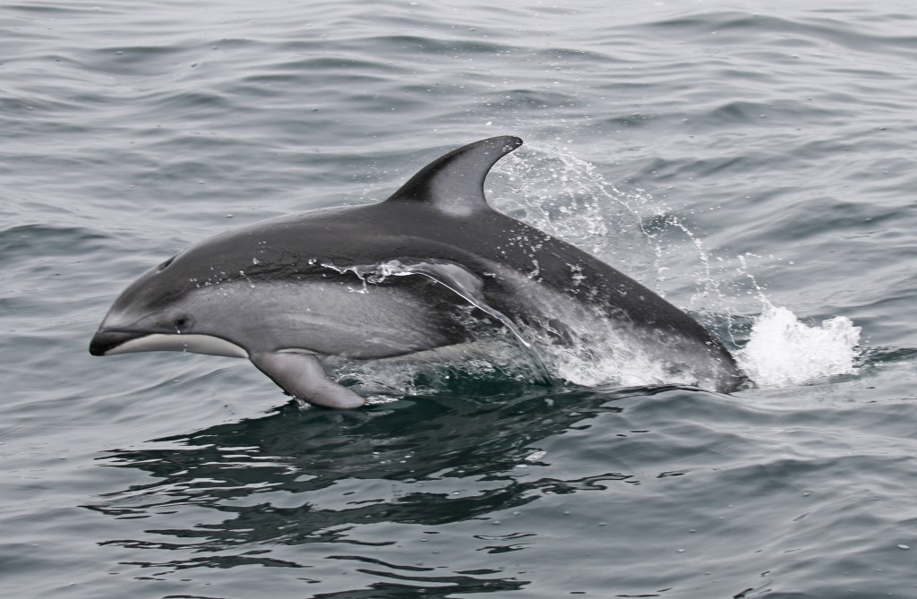 golfinho-de-laterais-brancas-do-pacífico