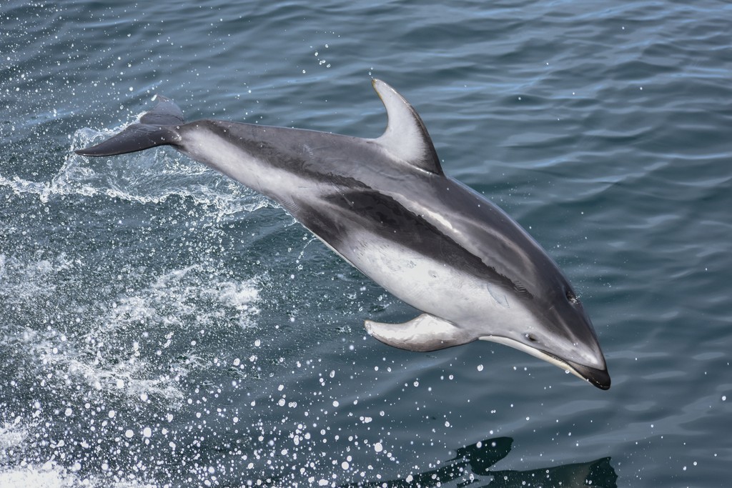 golfinho-de-laterais-brancas-do-pacífico