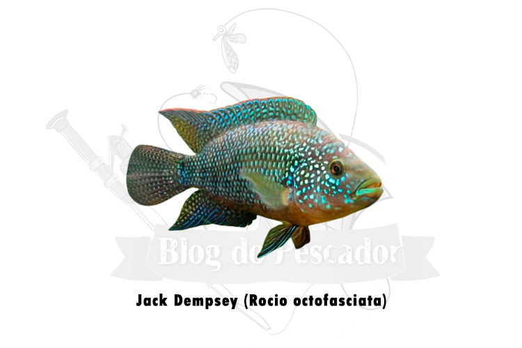 jack dempsey (rocio octofasciata)