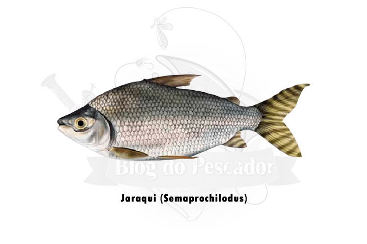 jaraqui (semaprochilodus)