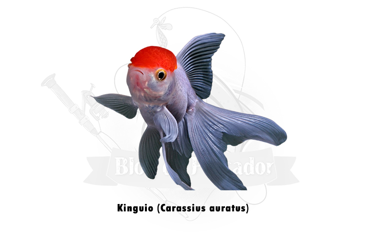 kinguio (carassius auratus)