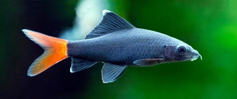 Labeo Bicolor Peixe Caracter Sticas Reprodu O Alimenta O Habitat E Cria O Em Aqu Rio