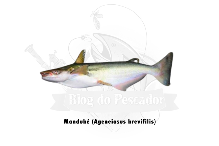 mandube ( ageneiosus brevifilis)