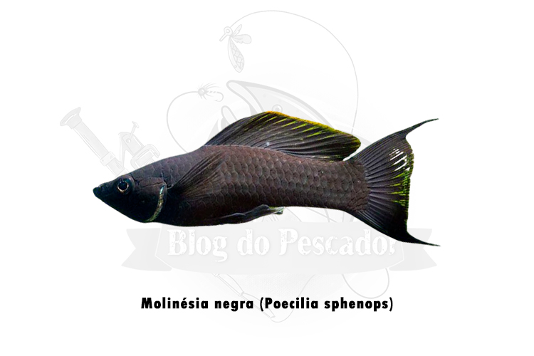 molinesia negra (poecilia sphenops)