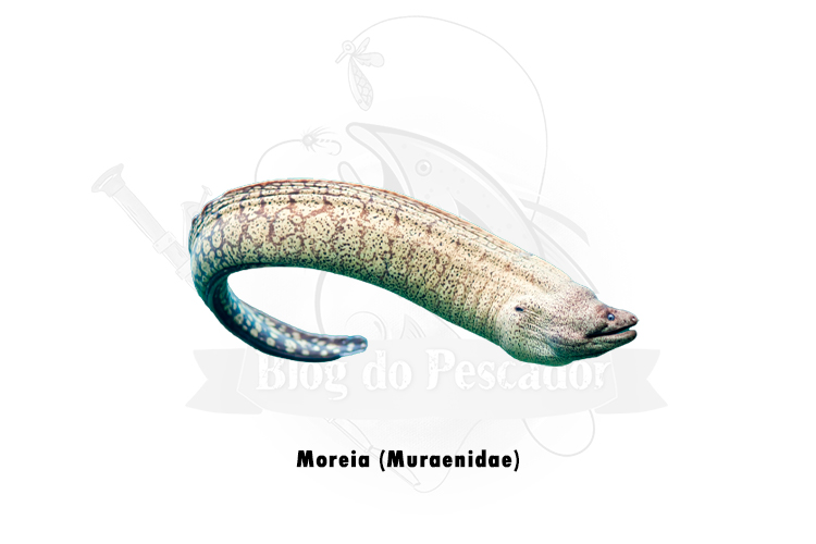 moreia (muraenidae)