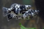 Molinésia Dalmata Peixe: Origem, Características, Reprodução ...