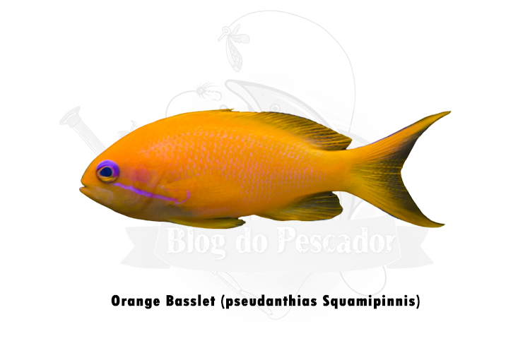 orange basslet (pseudanthias Squamipinnis)