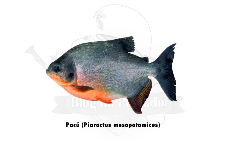 pacu (piaractus mesopotamicus)