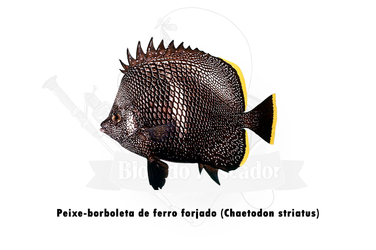 peixe-borboleta de ferro forjado (chaetodon striatus)