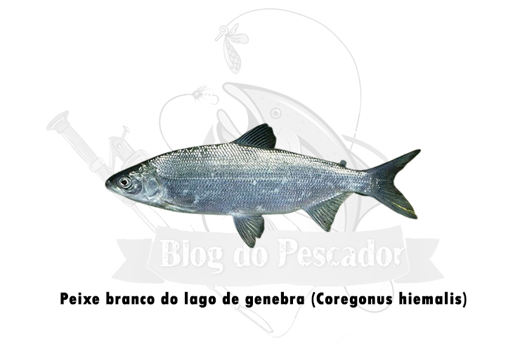 peixe branco do lago de genebra (coregonus hiemalis)