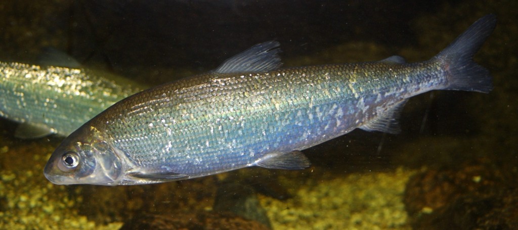 peixe branco do lago de genebra