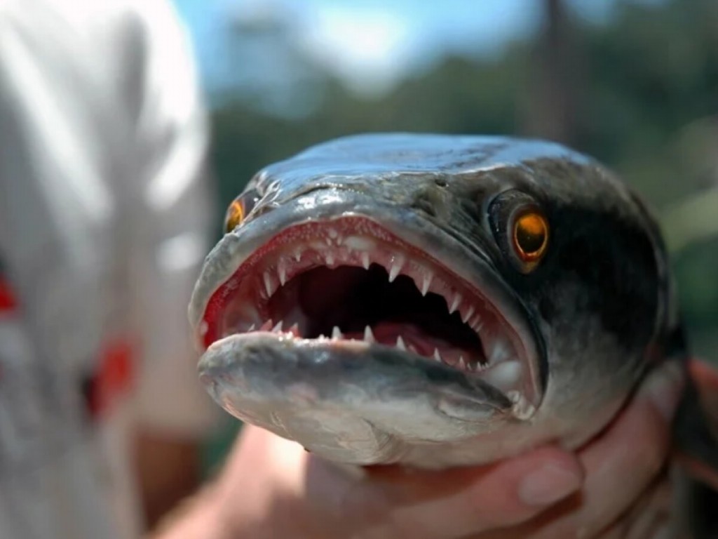 peixe cabeca-de-cobra