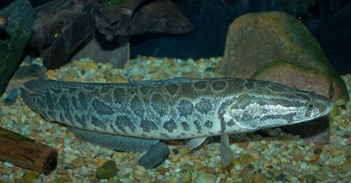 peixe cabeca-de-cobra