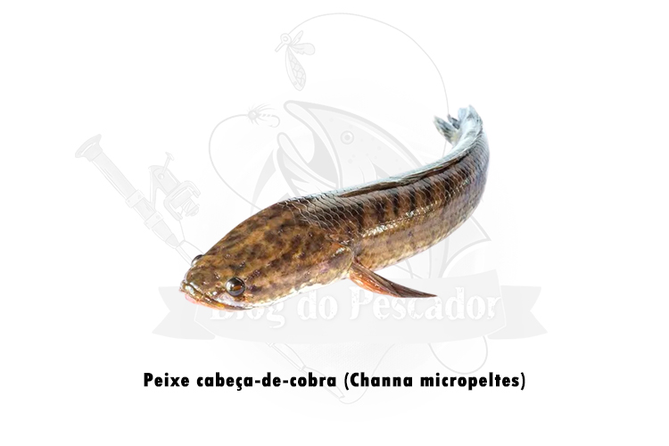 peixe cabeca-de-cobra (channa micropeltes)