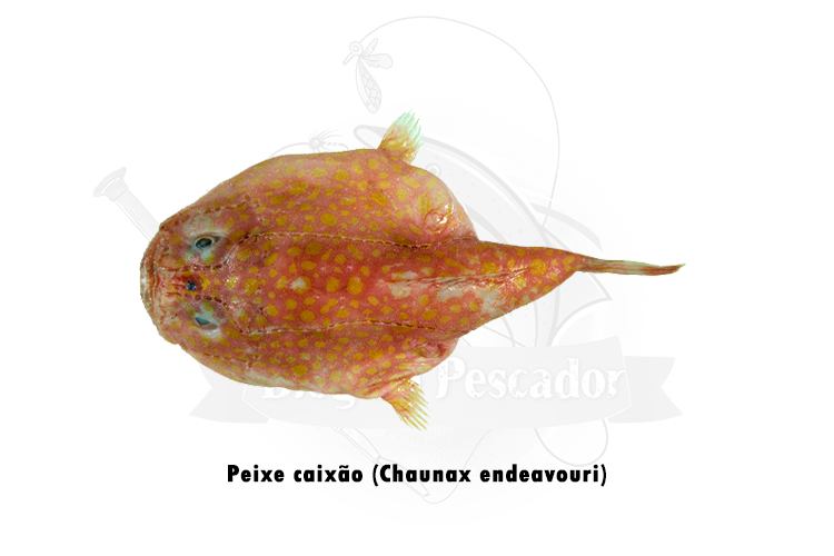 peixe caixao (chaunax endeavouri)
