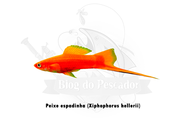 peixe espadinha (xiphophorus hellerii)