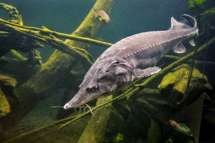 peixe esturjao-beluga