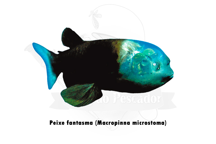 peixe fantasma (macropinna microstoma)