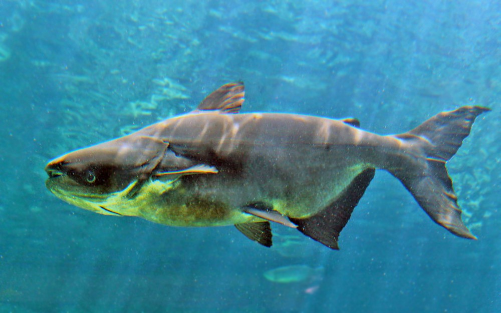 peixe-gato-gigante