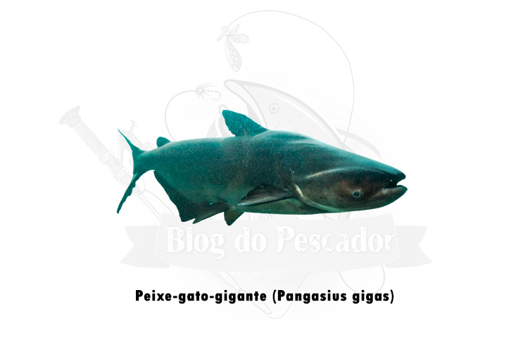 peixe-gato-gigante (pangasius gigas)