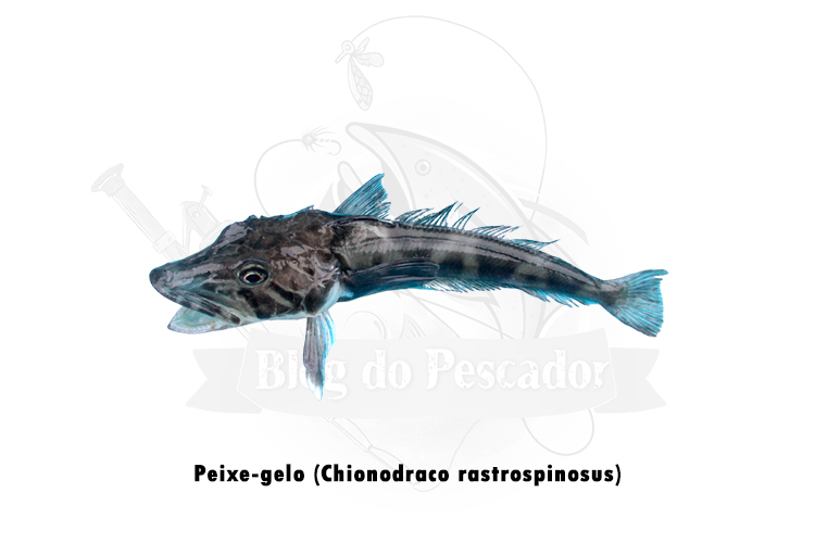 peixe-gelo (chionodraco rastrospinosus)
