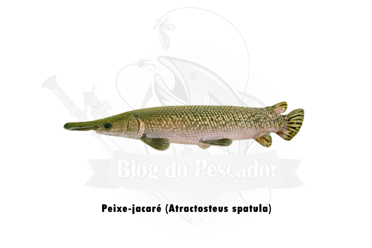 peixe-jacare (atractosteus spatula)