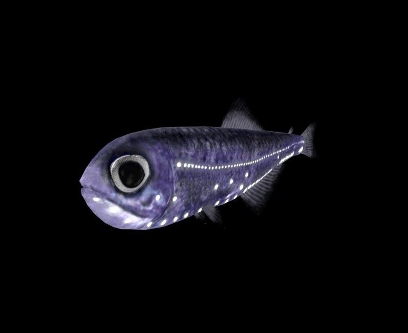 peixe lanterna
